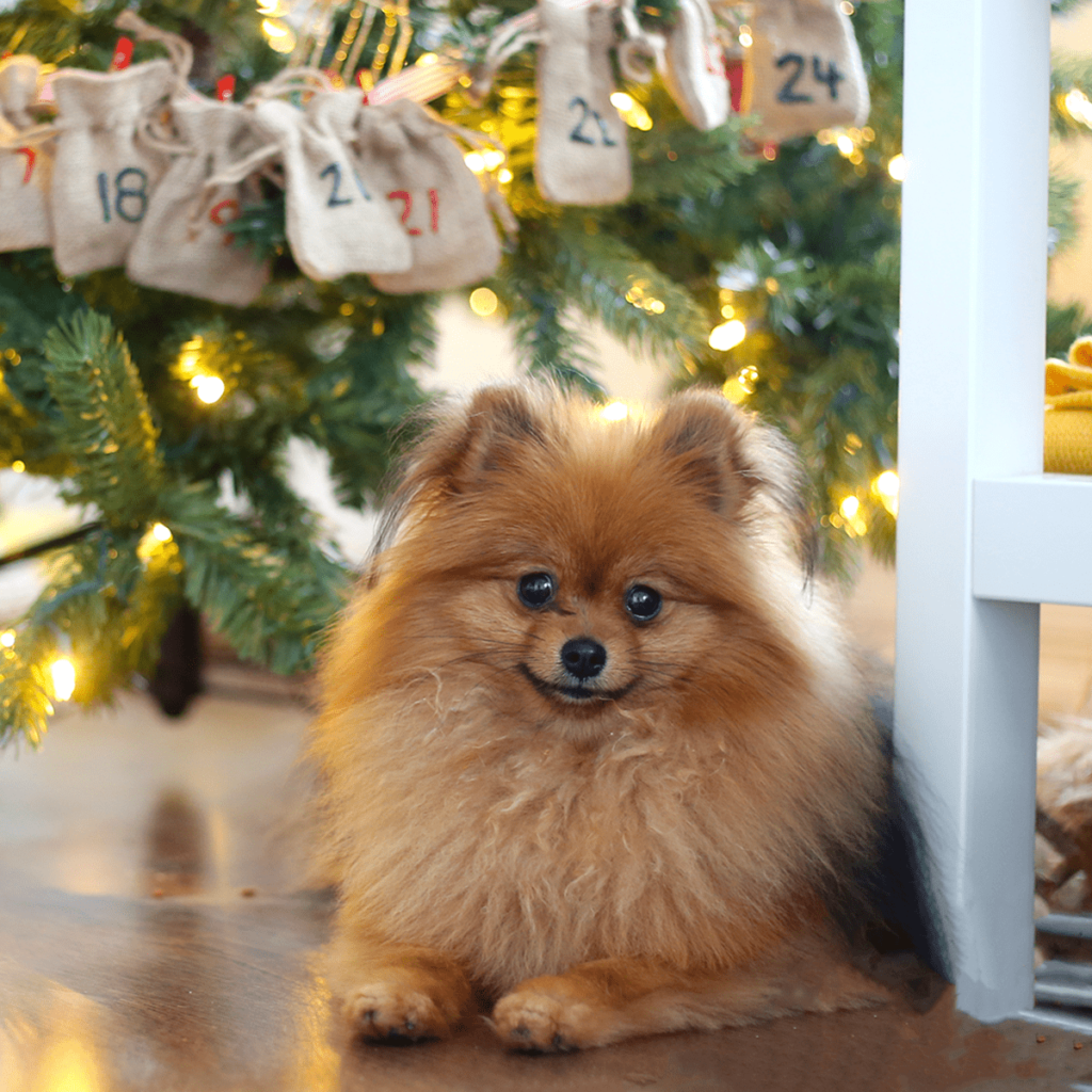 diy-advent-calendar-for-dogs-homemade-dog-treats-fluffy-delicious