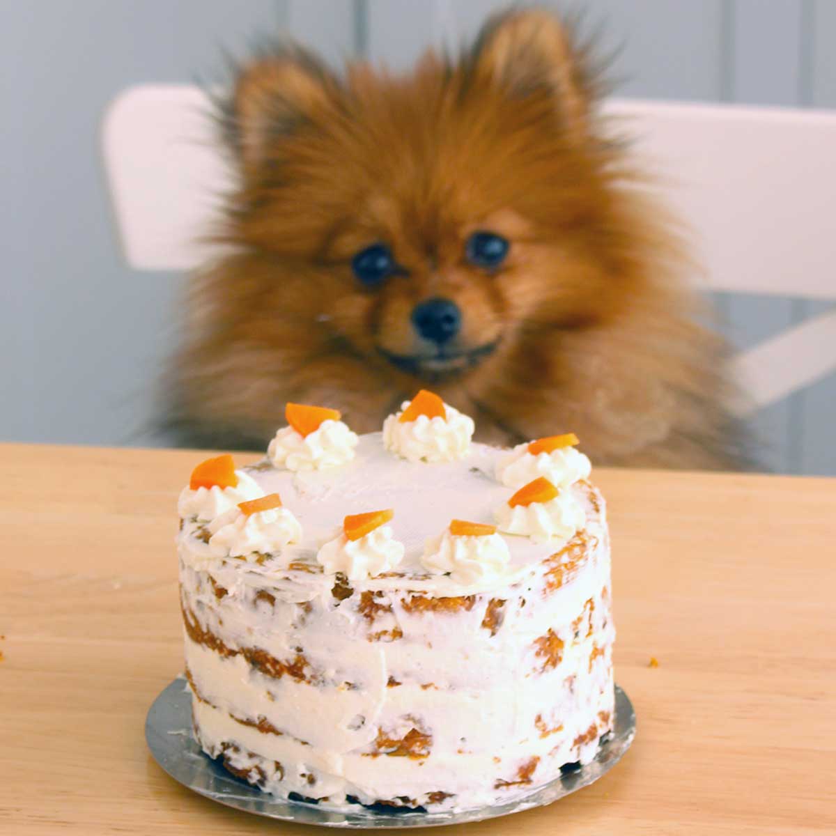 Carrot cake for dogs best sale